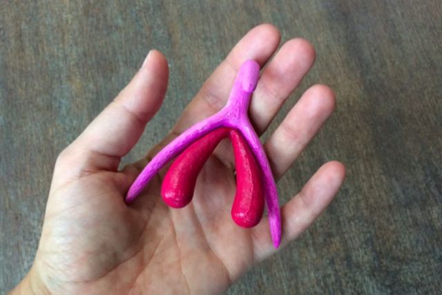 Where Is the Clitoris?
